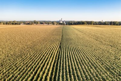 Radici e tuberi: 4-10°C la guida per mesi di conservazione
