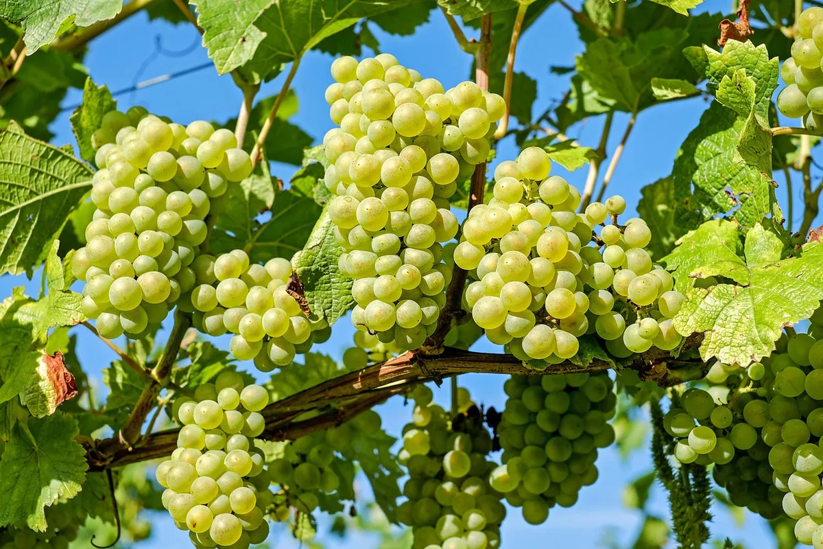 葡萄、蔓、葡萄の木、畑、果物、有機、生産、収穫、ワイン栽培、ワイン作り、再植付、栽培、農業、自然、グリーン