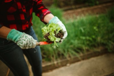 How to choose best tools for your backyard garden plot
