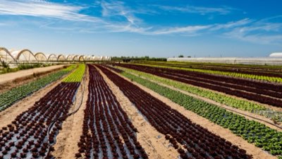 Potager : guide pour les 60 % des terres arables mondiales