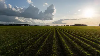 Plantio: como organizar o ciclo de cultivo e colheita eficiente