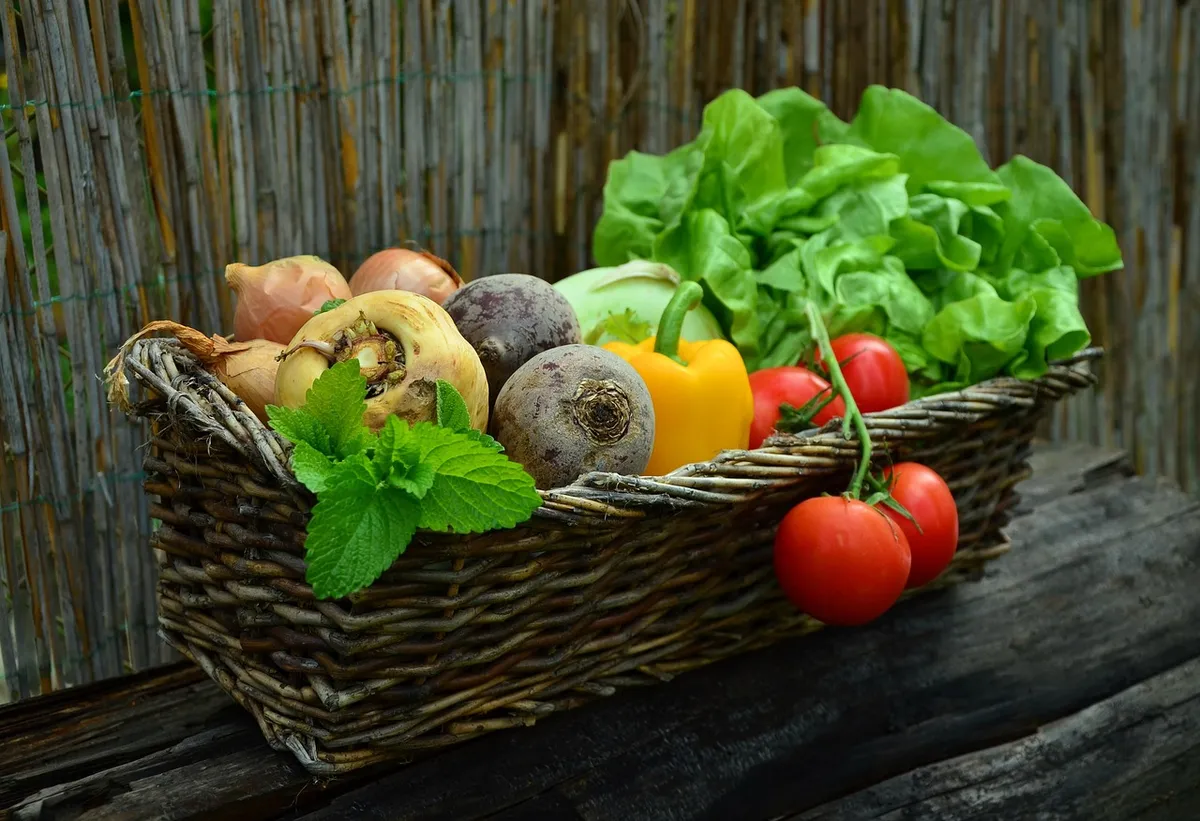 vegetables, basket, vegetable basket, harvest, produce, organic, nature, fresh, fresh produce, fresh vegetables, assorted, food, garden, salad, healthy