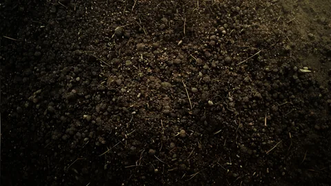 Bodengesundheit: 5 Schritte zu perfekter Gartenerde