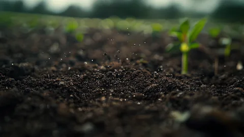 Soil Health Guide: 5 Steps to Build Perfect Garden Soil