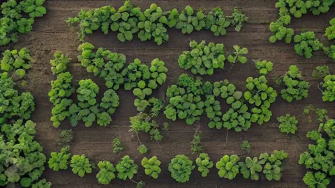 Suelo de huerto: Guía con 5 pasos para cultivar perfecto
