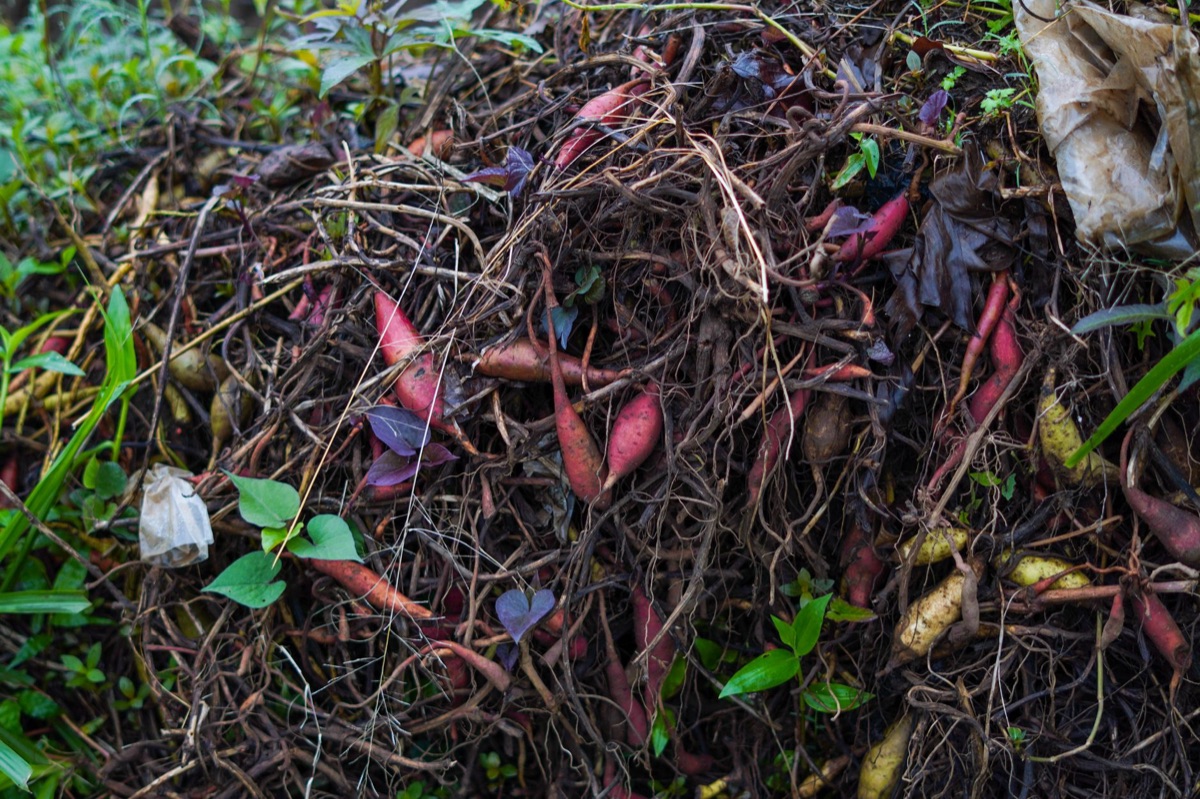 compost orgánico rico en nutrientes para el suelo