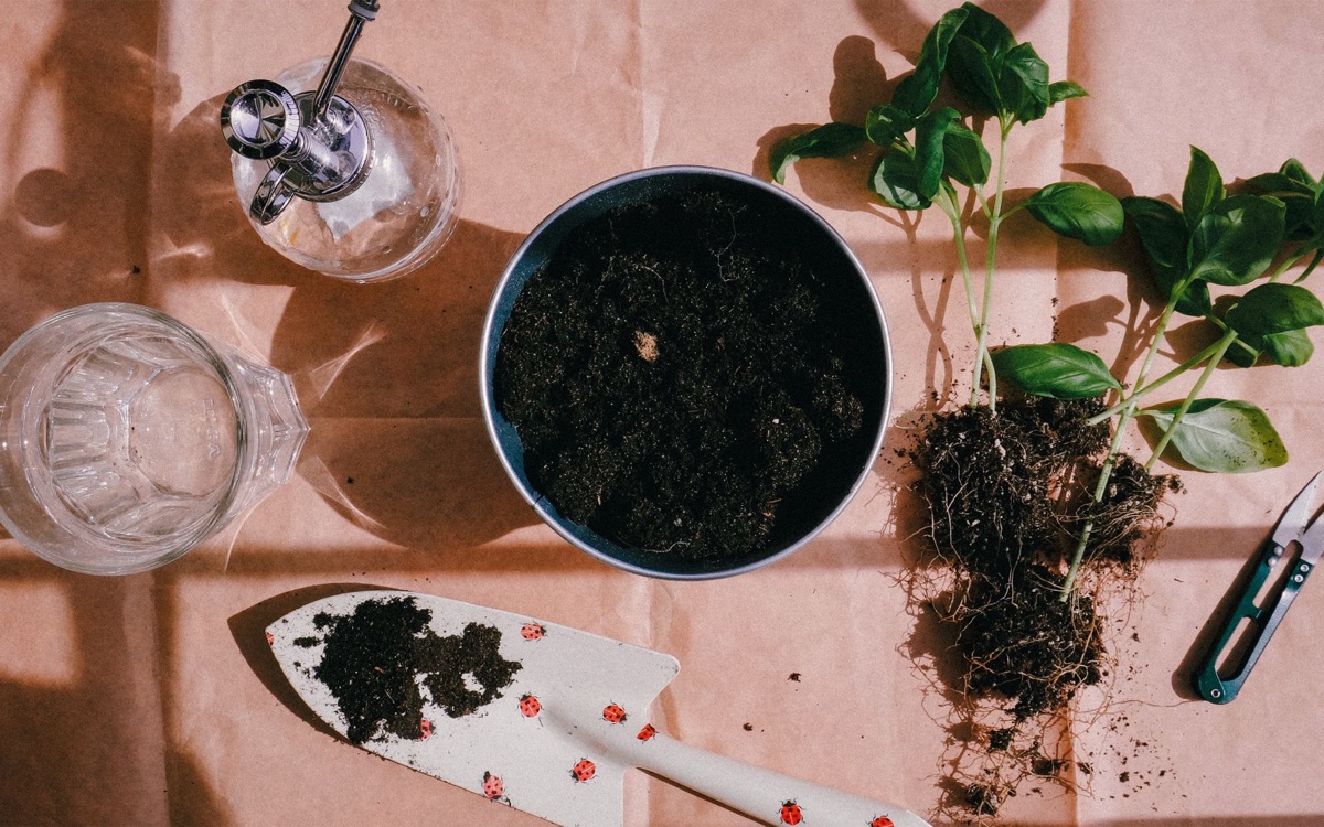 Terreau de rempotage et outils de jardinage.