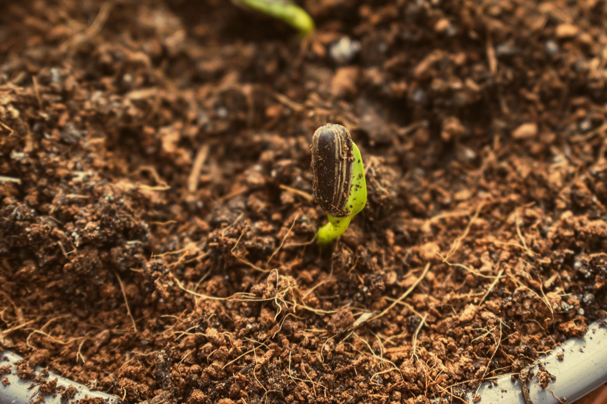 Compost organico ricco di nutrienti