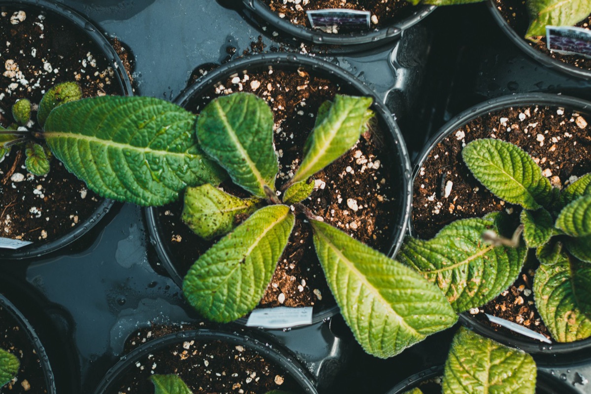 Terriccio per semina e substrati per piante