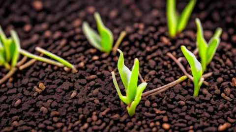 Saúde do solo: 5 passos para criar a terra perfeita hoje