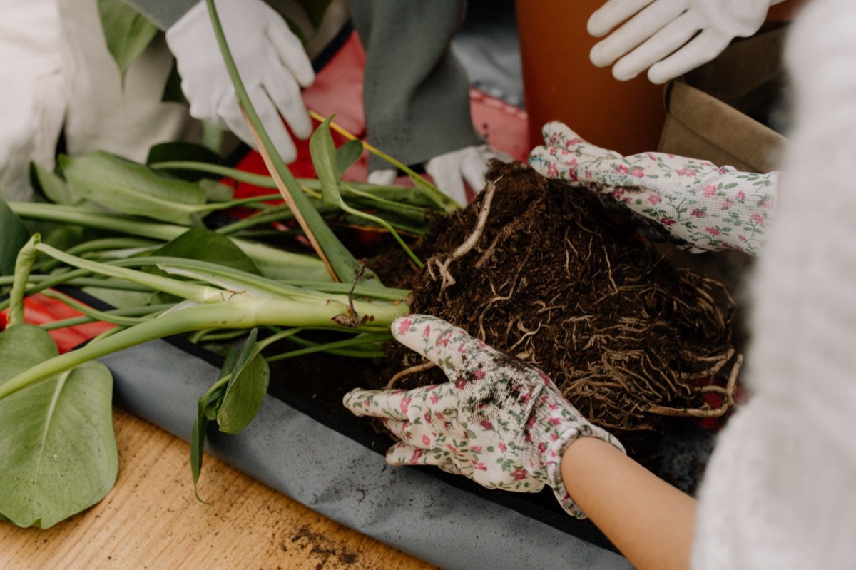 substrato para plantio e ferramentas de jardinagem